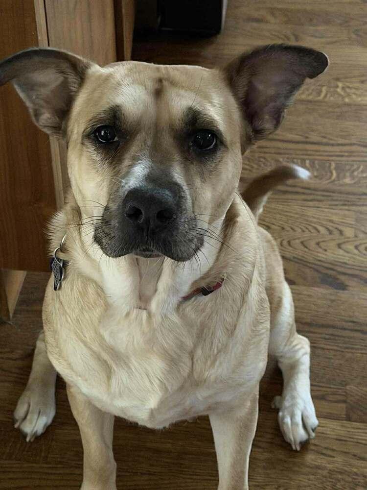 Enlarge Ash (Volcano), a Adoptable mixed breed in New Albany, OH image 5/6