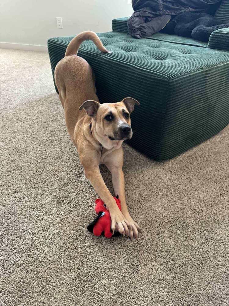 Ash (Volcano), a Adoptable mixed breed in New Albany, OH image 2/3