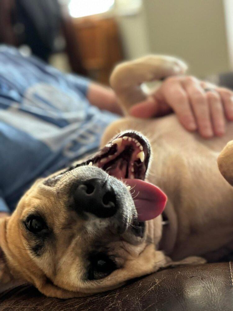 Enlarge Ash (Volcano), a Adoptable mixed breed in New Albany, OH image 6/6