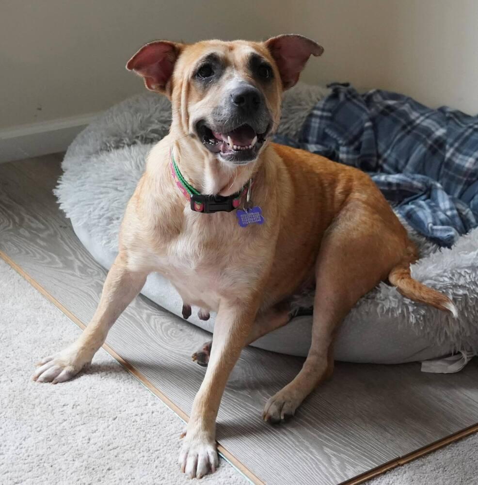 Ash (Volcano), a Adoptable mixed breed in New Albany, OH image 3/3