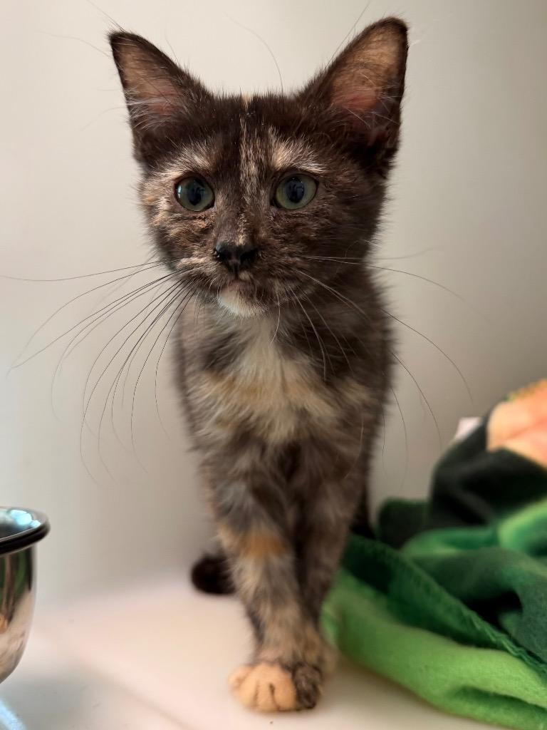 Haven, Adoptable, Kitten Female Domestic Short Hair.