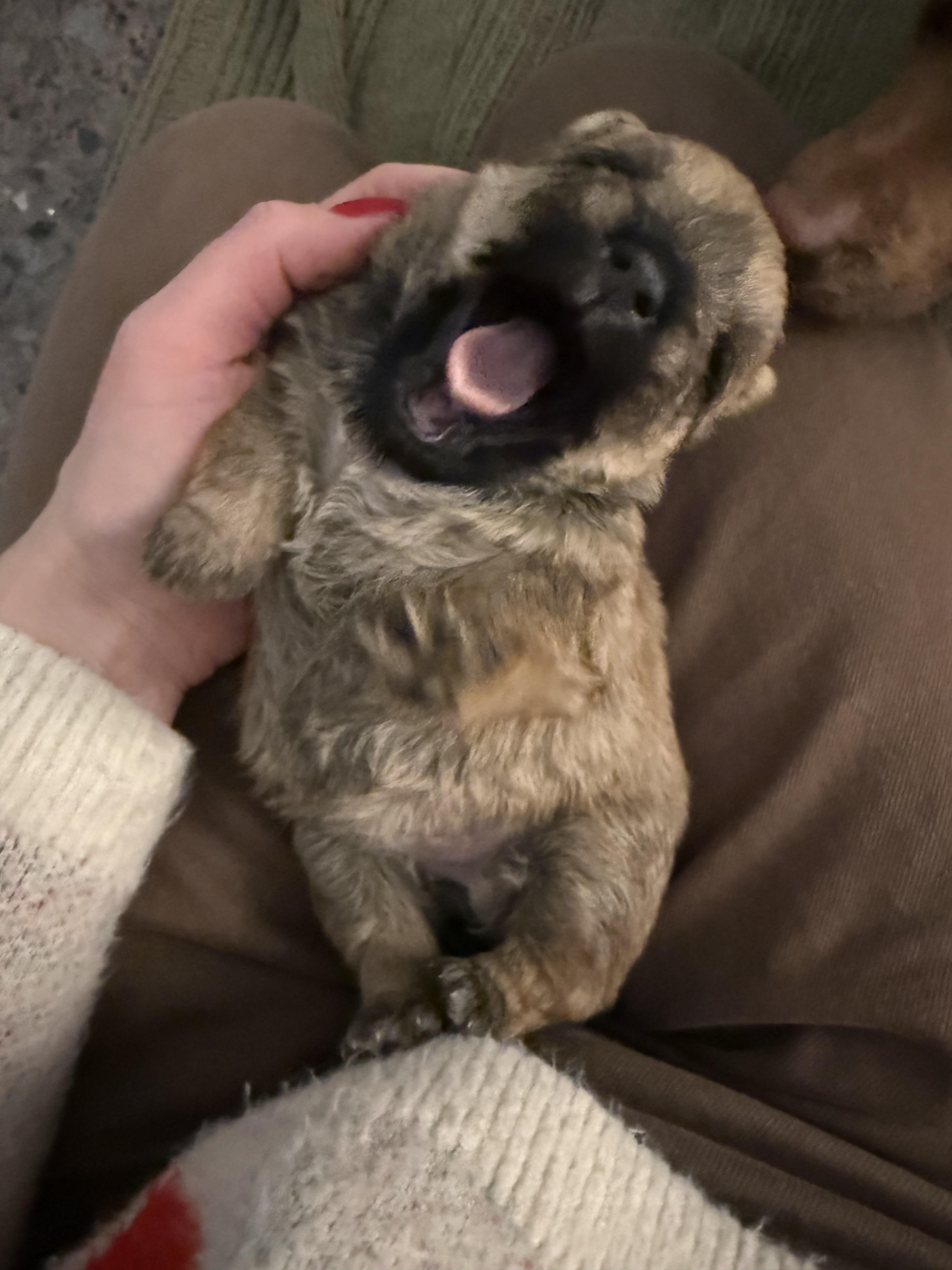 Enlarge Hermione, a Adopted mixed breed in Hillsborough, NC image 1/5