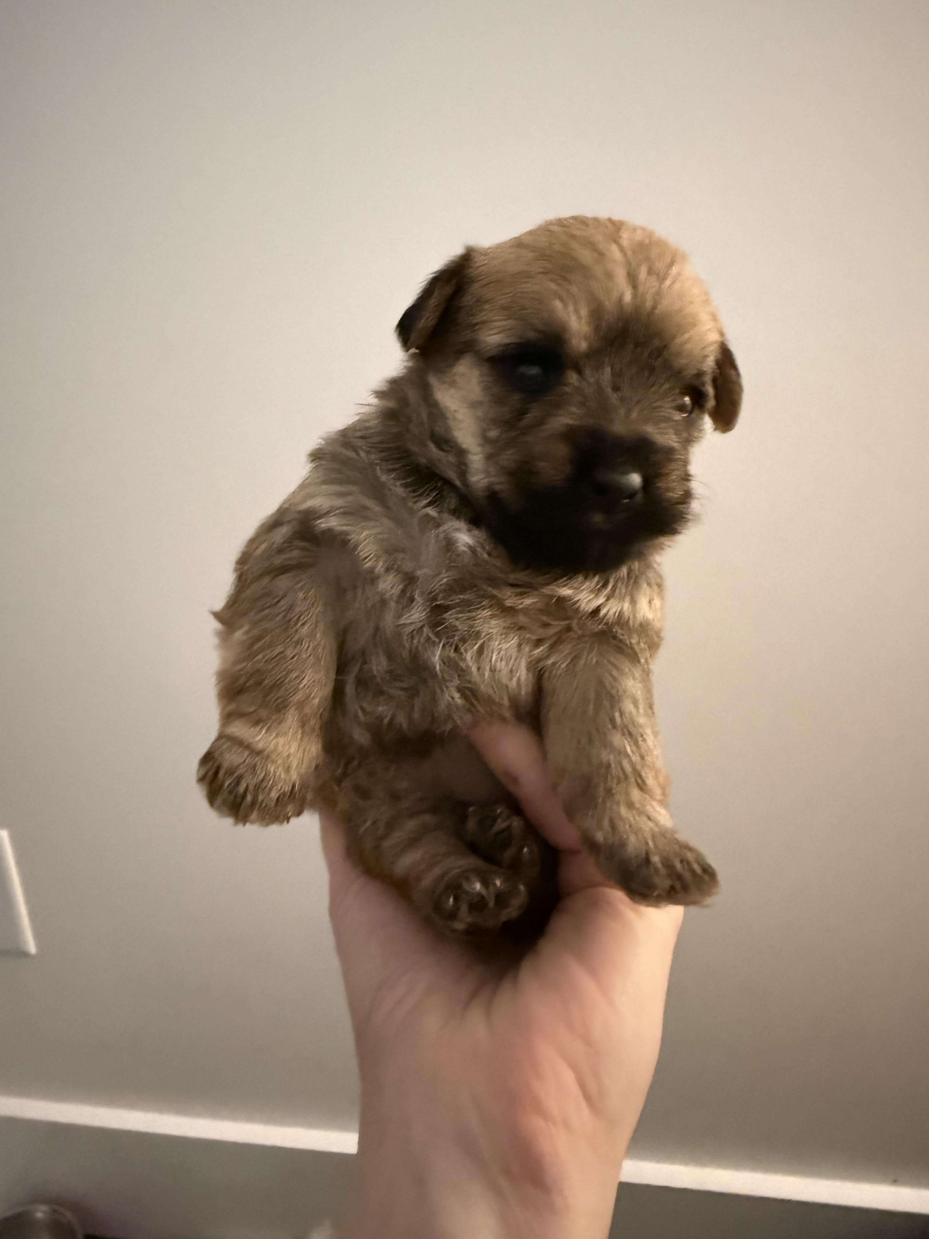 Enlarge Hermione, a Adopted mixed breed in Hillsborough, NC image 2/5