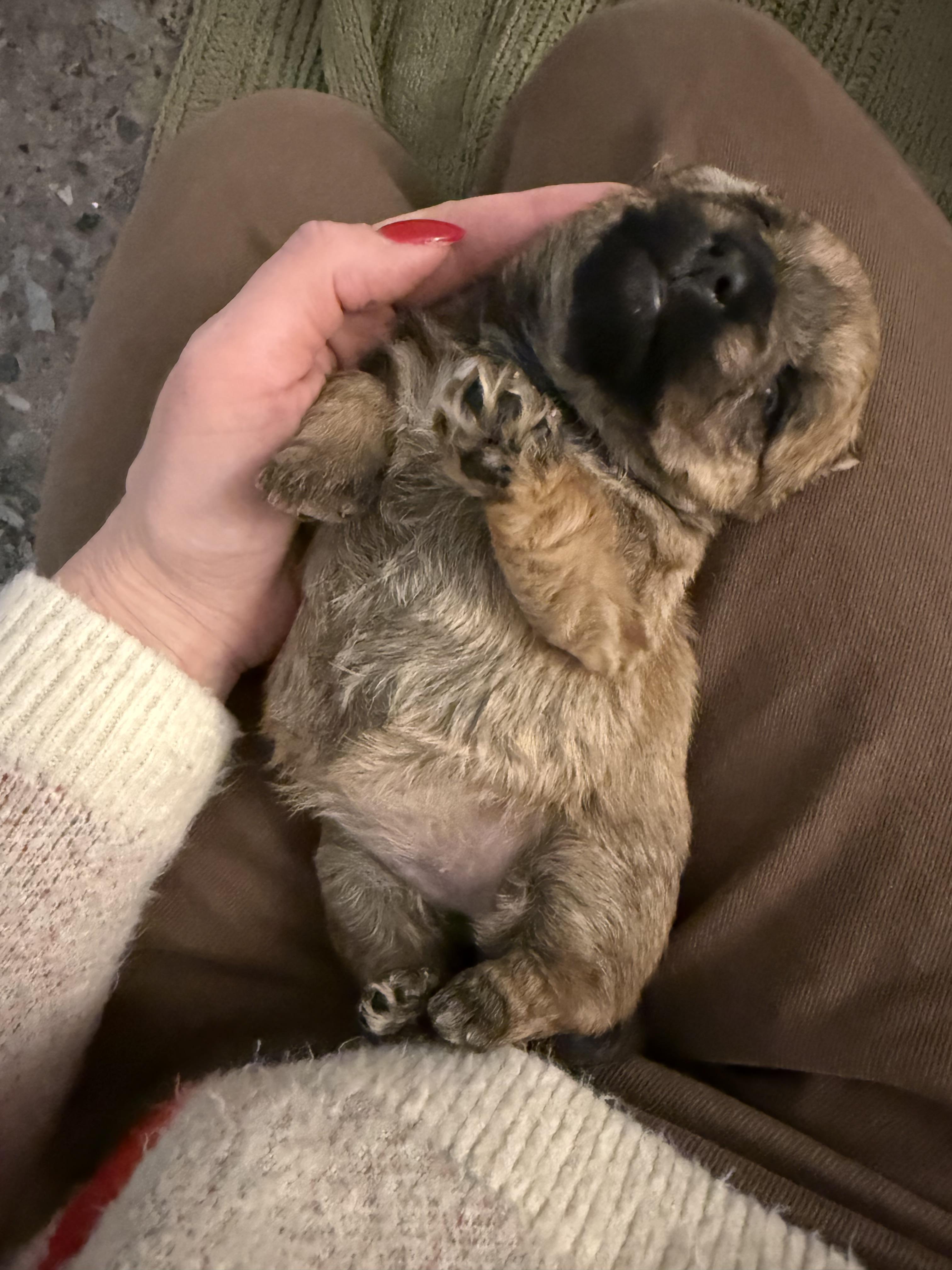 Enlarge Hermione, a Adopted mixed breed in Hillsborough, NC image 3/5