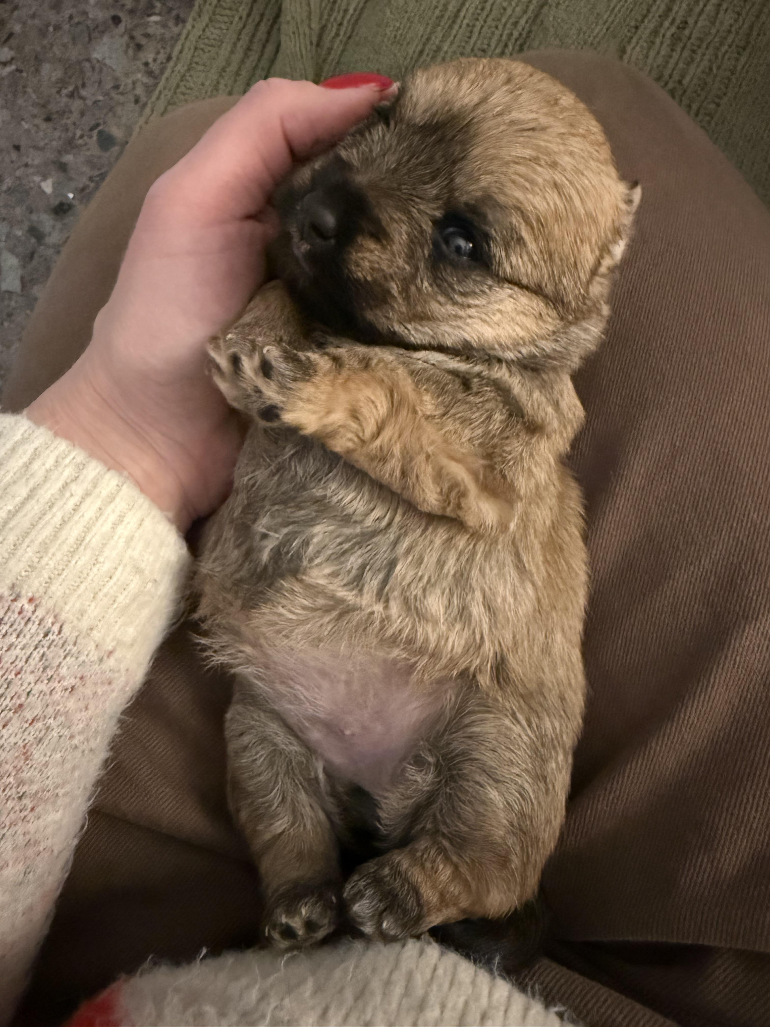 Enlarge Hermione, a Adopted mixed breed in Hillsborough, NC image 4/5