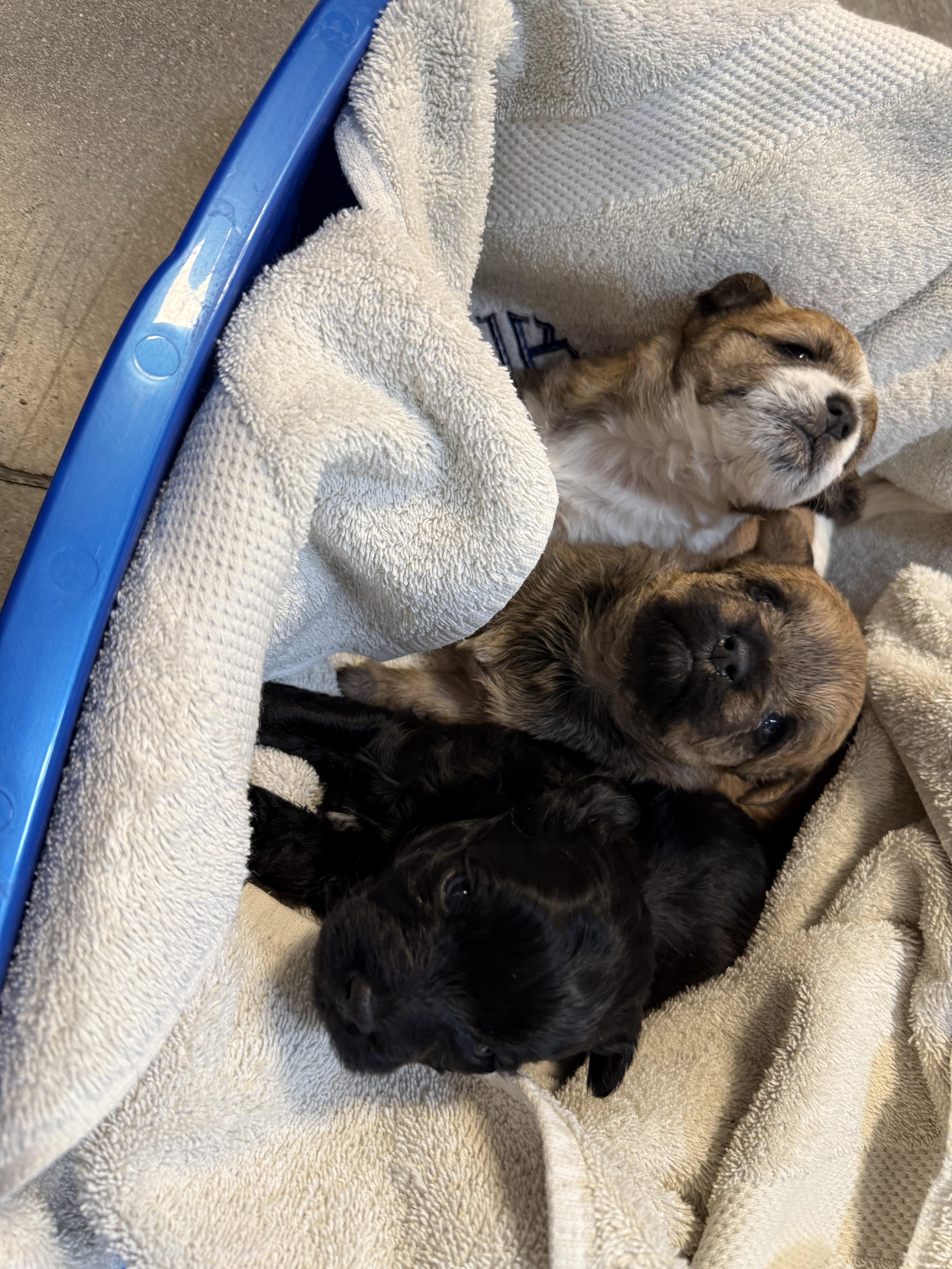 Enlarge Hermione, a Adopted mixed breed in Hillsborough, NC image 5/5