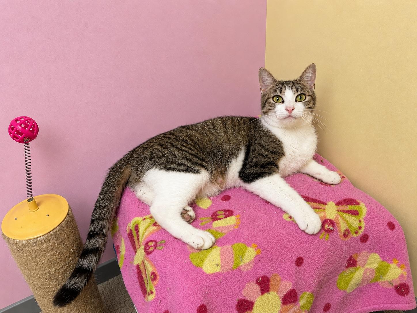 Enlarge Sesame, a ADOPTABLE Domestic Short Hair in Racine, WI image 1/1