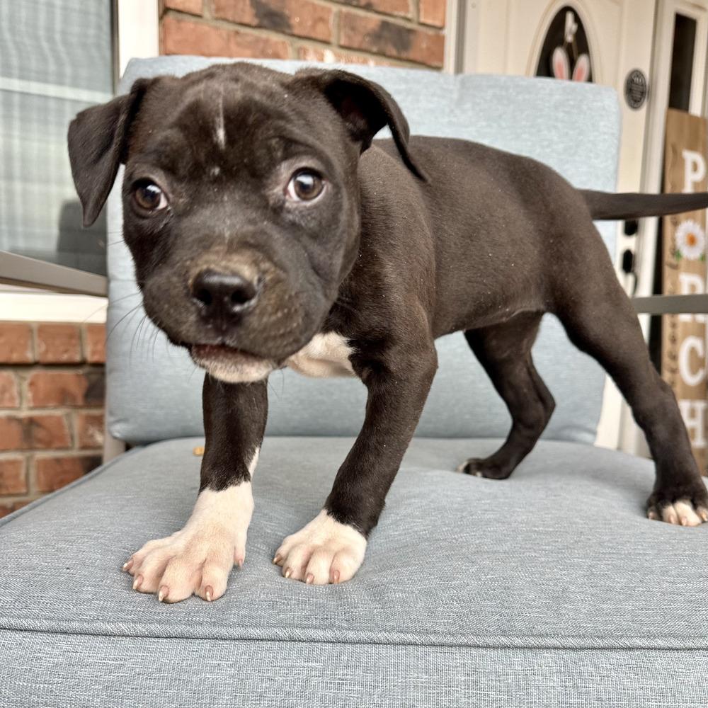 Laura, a Adoptable American Bully in Clovis, NM image 1/5