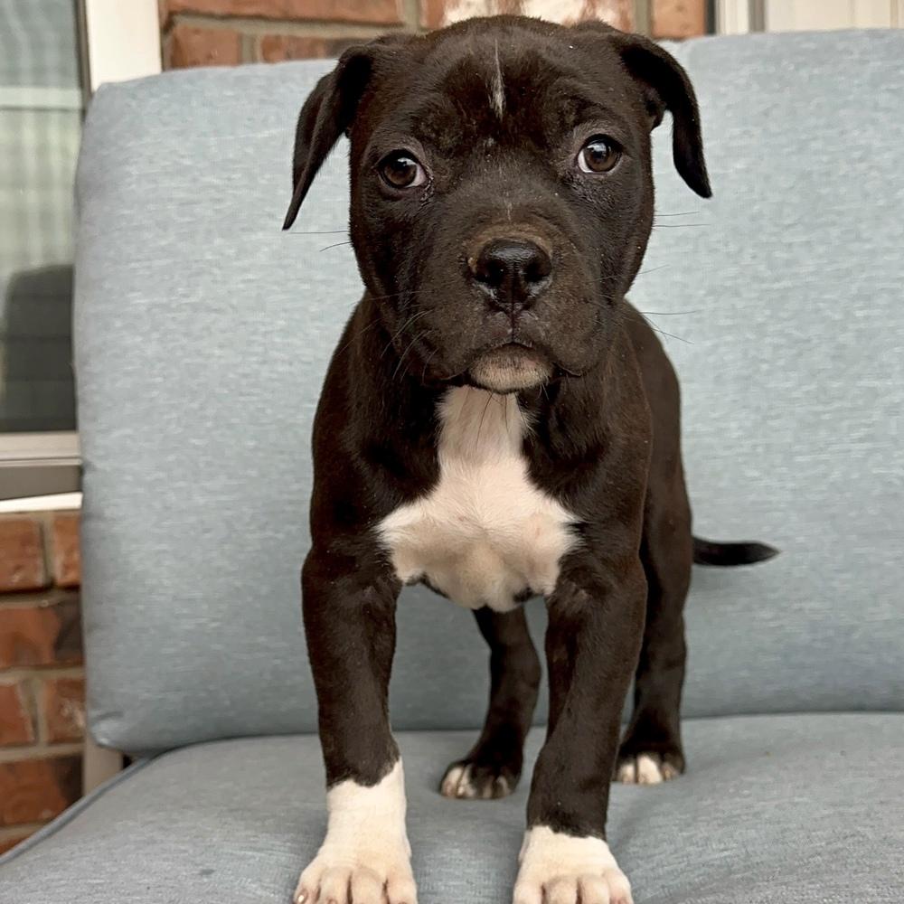 Laura, a Adoptable American Bully in Clovis, NM image 2/5