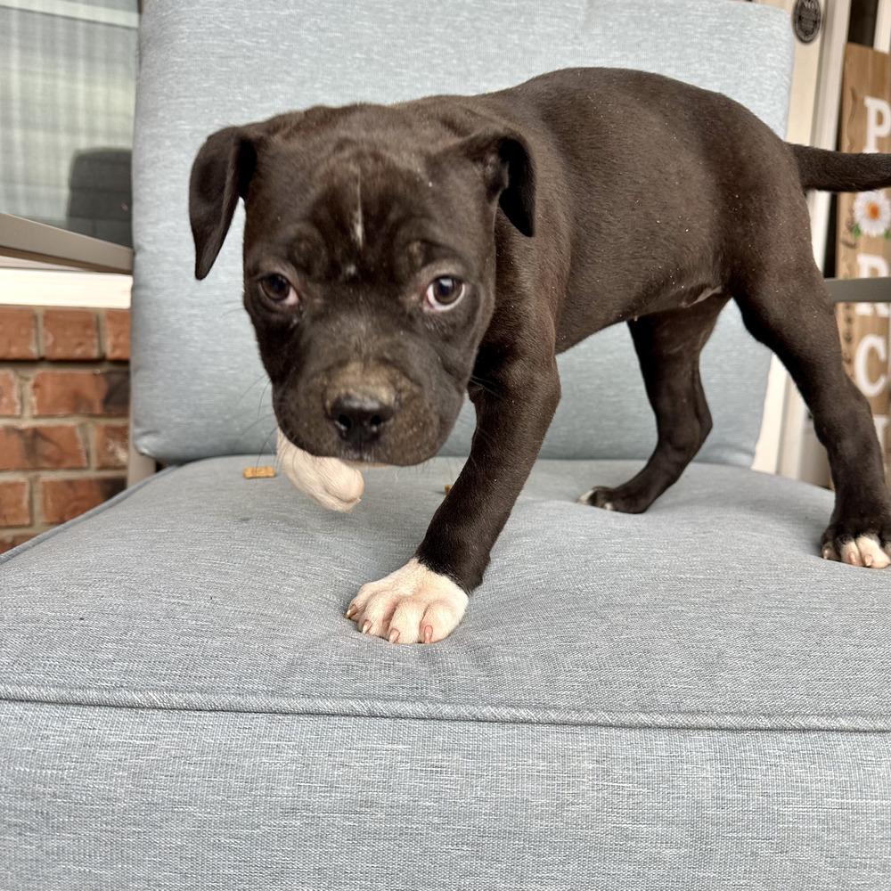 Laura, a Adoptable American Bully in Clovis, NM image 3/5