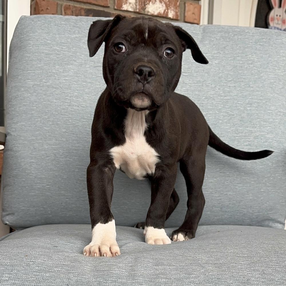 Laura, a Adoptable American Bully in Clovis, NM image 4/5