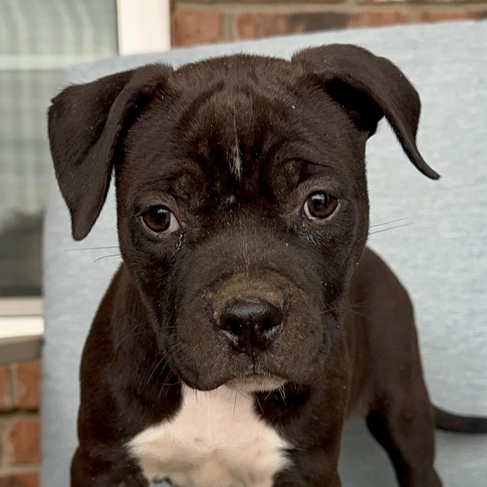 Laura, a Adoptable American Bully in Clovis, NM image 5/5