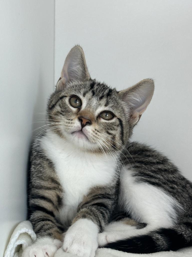 Pudding, Adoptable, Kitten Female Domestic Short Hair.