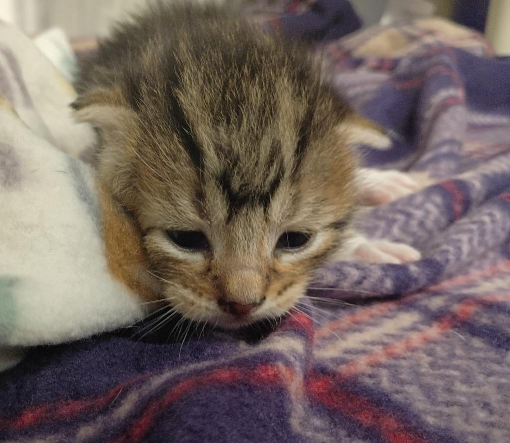 Enlarge Pudding, a Adoptable mixed breed in La Porte, IN image 2/2