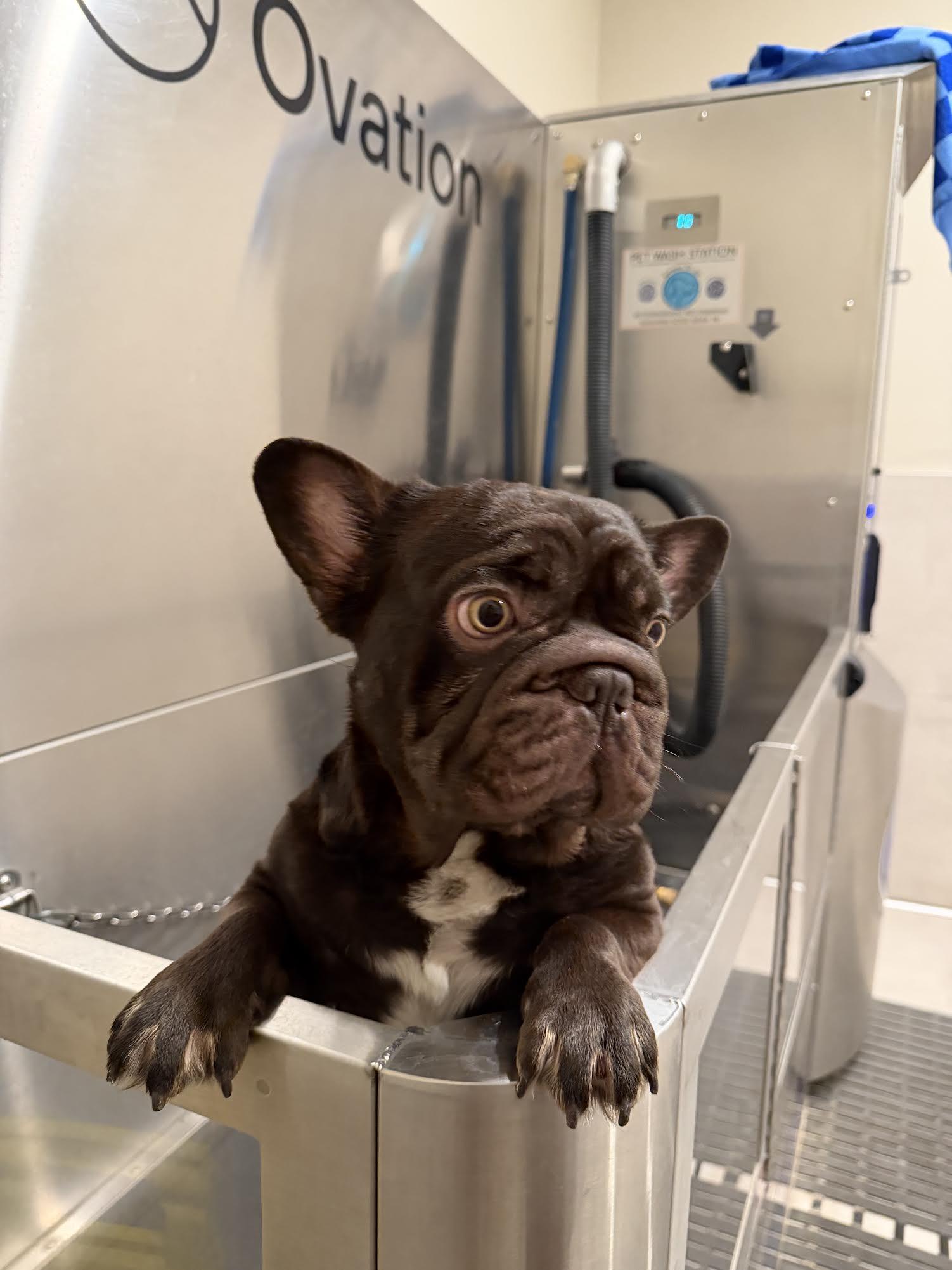 Miles, a ADOPTABLE French Bulldog in Las Vegas, NV image 2/3