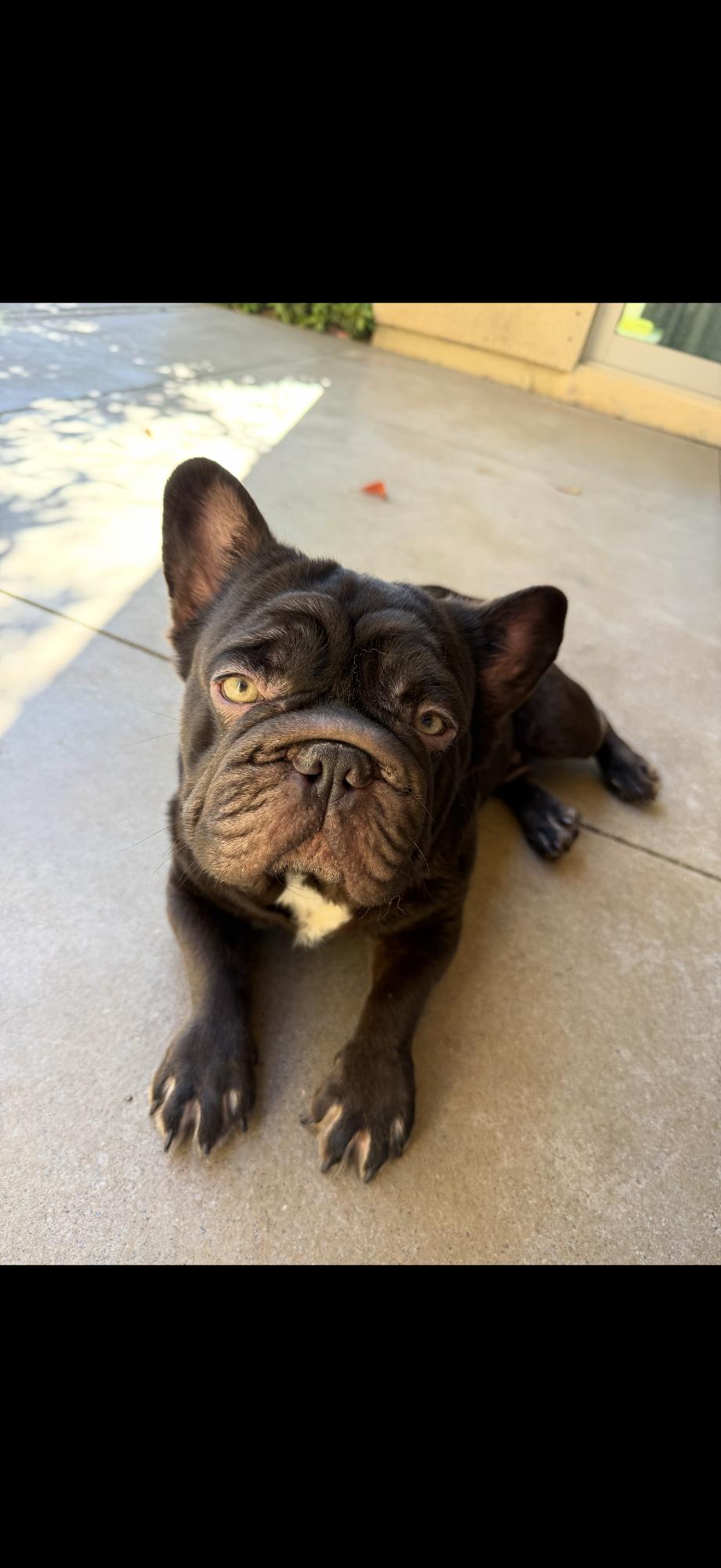 Miles, a ADOPTABLE French Bulldog in Las Vegas, NV image 3/3