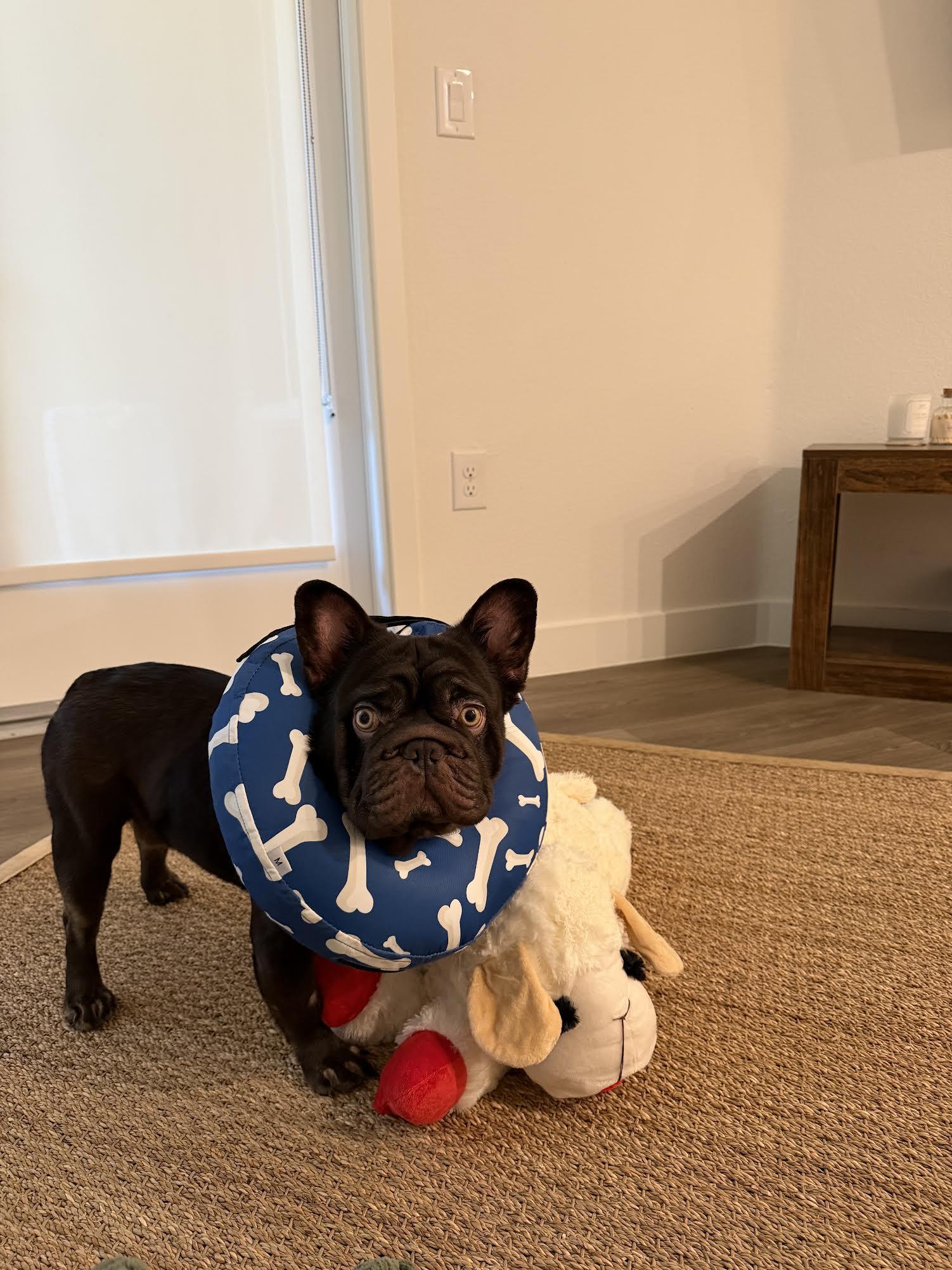 Miles, a ADOPTABLE French Bulldog in Las Vegas, NV image 1/3