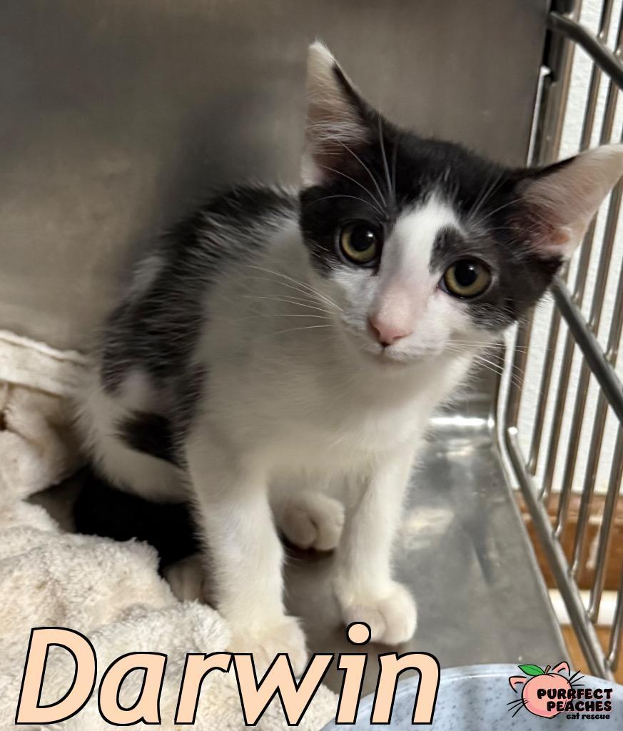 Darwin, Adoptable, Kitten Male Domestic Short Hair.