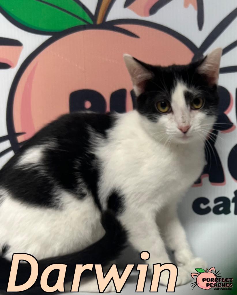 Enlarge Darwin, a Adoptable mixed breed in Douglasville, GA image 2/2