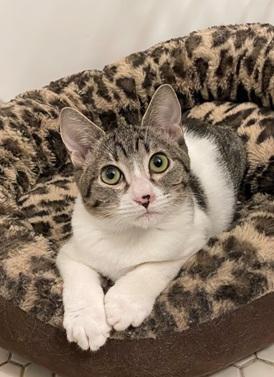 Ava, Adoptable, Kitten Female Domestic Short Hair & Tabby.