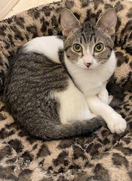 Enlarge Ava, a Adoptable mixed breed in San Francisco, CA image 2/5