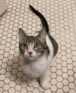 Enlarge Ava, a Adoptable mixed breed in San Francisco, CA image 3/5