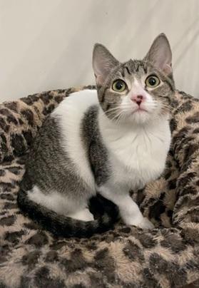 Enlarge Ava, a Adoptable mixed breed in San Francisco, CA image 5/5