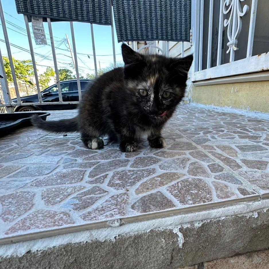 Zara, Adopted, Kitten Female Tortoiseshell.