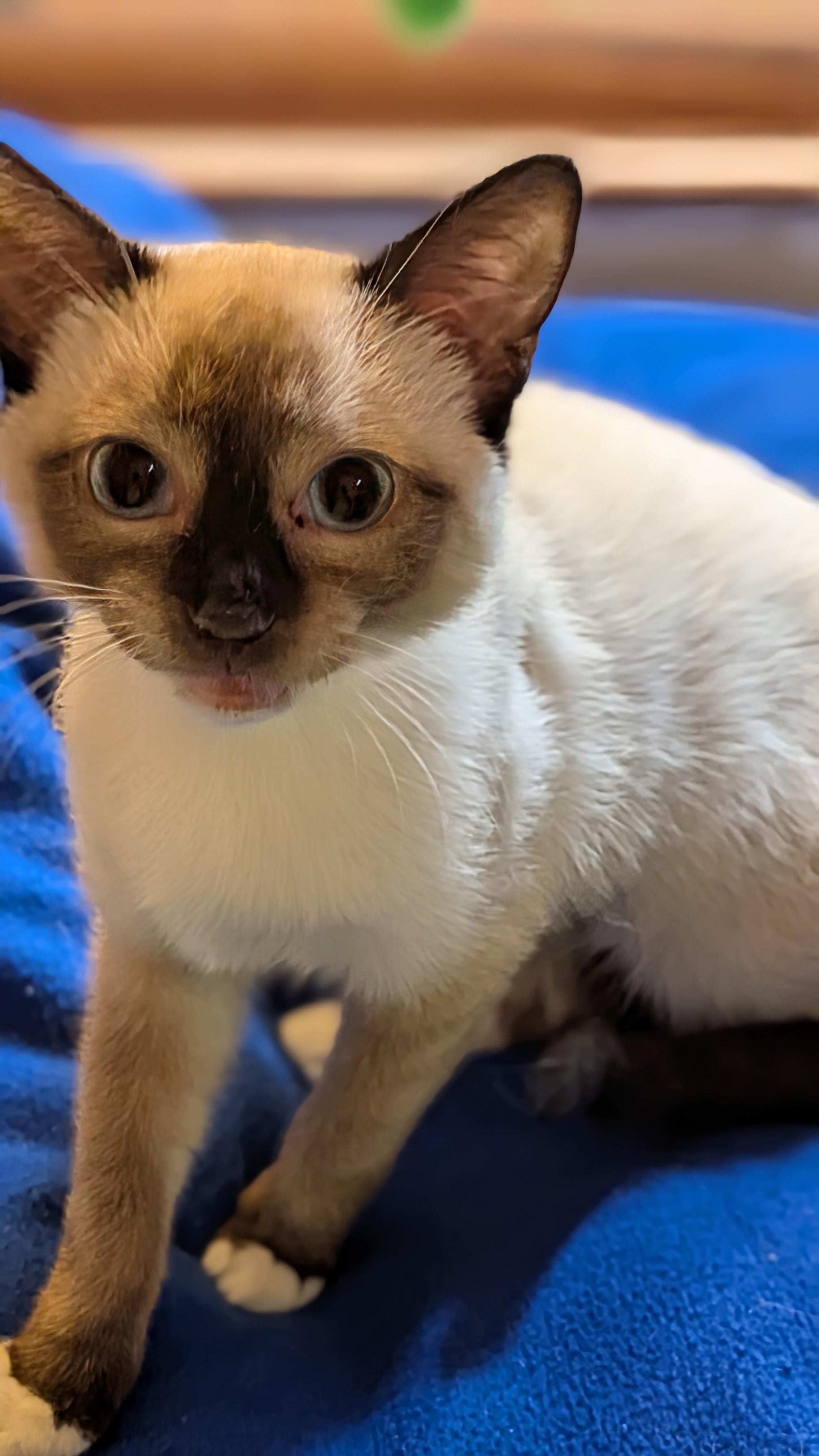 YUKI, a ADOPTABLE mixed breed in Pena Blanca, NM image 1/3