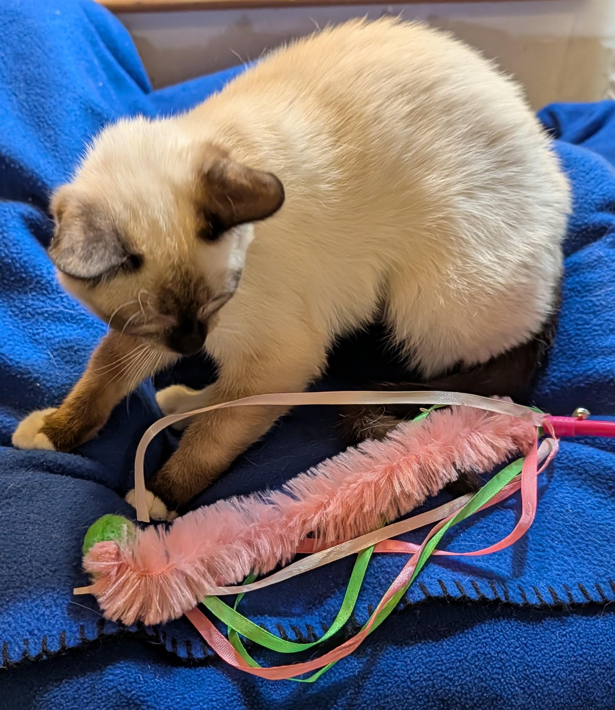 YUKI, a ADOPTABLE mixed breed in Pena Blanca, NM image 2/3