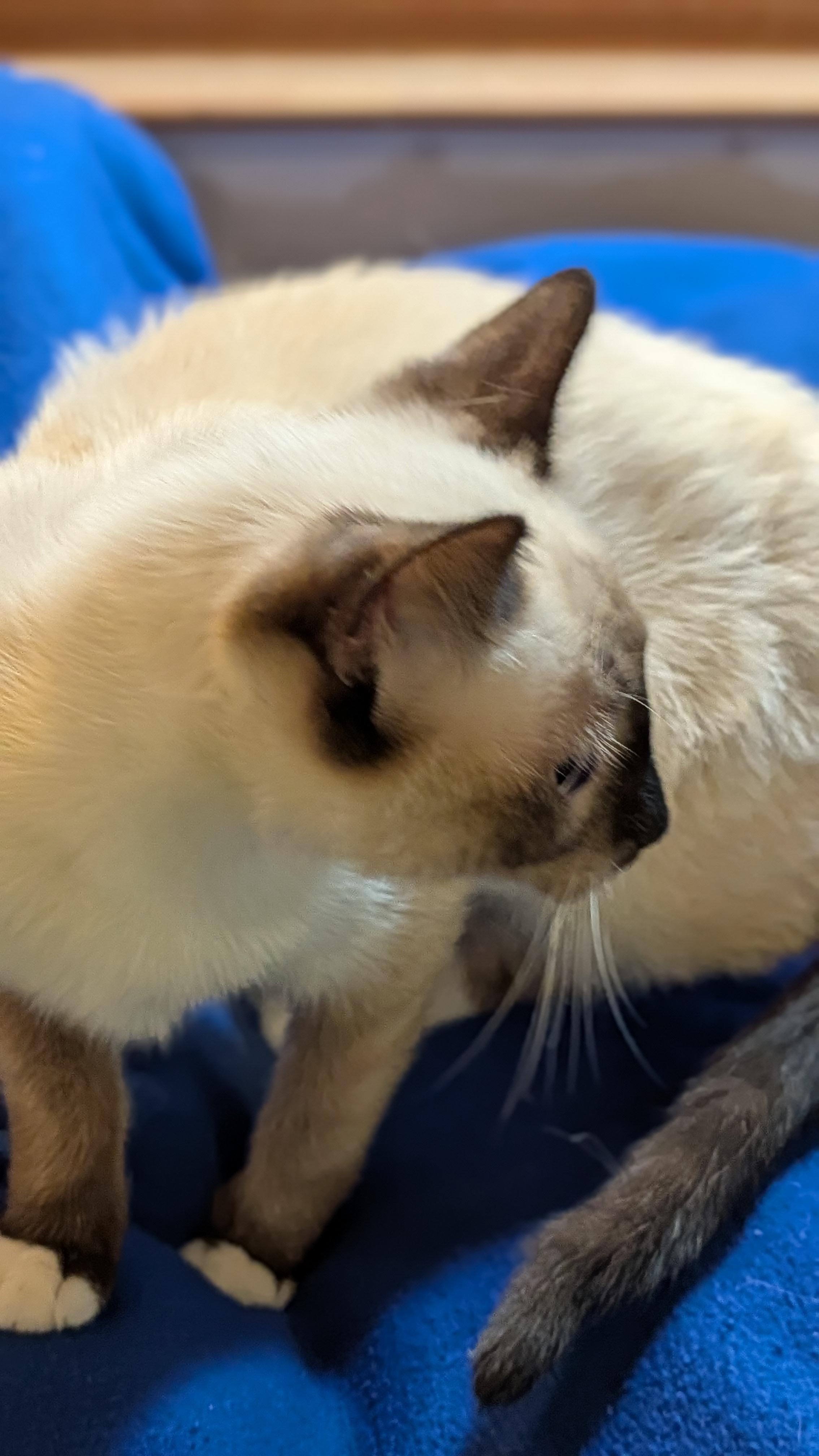 YUKI, a ADOPTABLE mixed breed in Pena Blanca, NM image 3/3