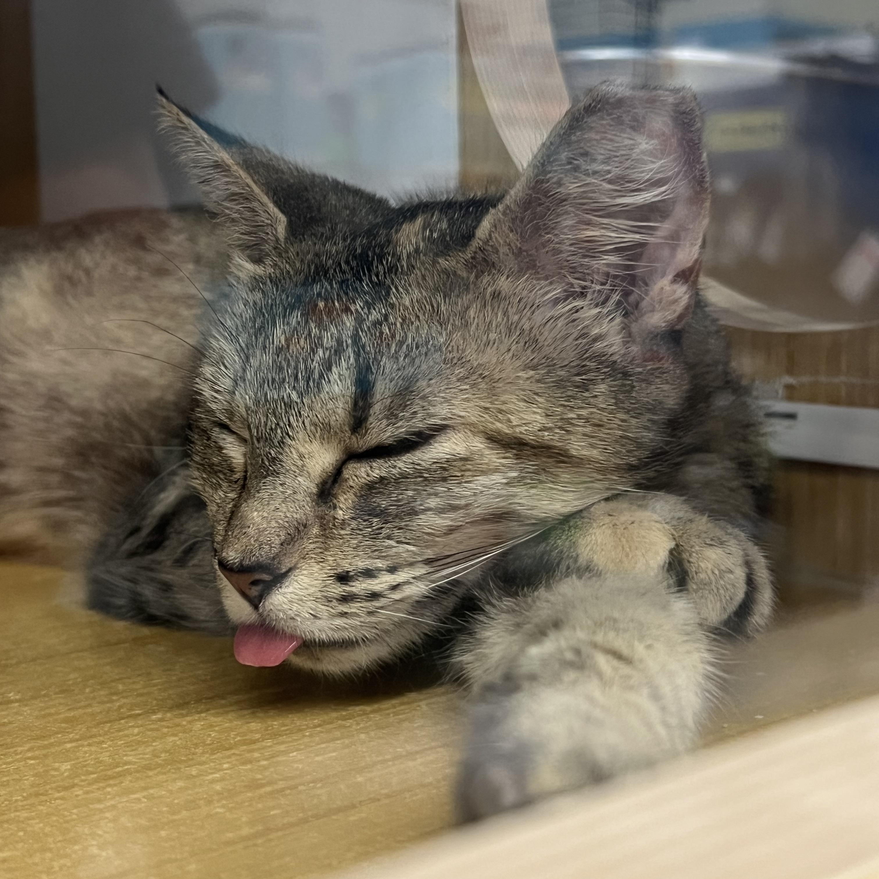 Patryce, ADOPTABLE, Young Female Domestic Short Hair.