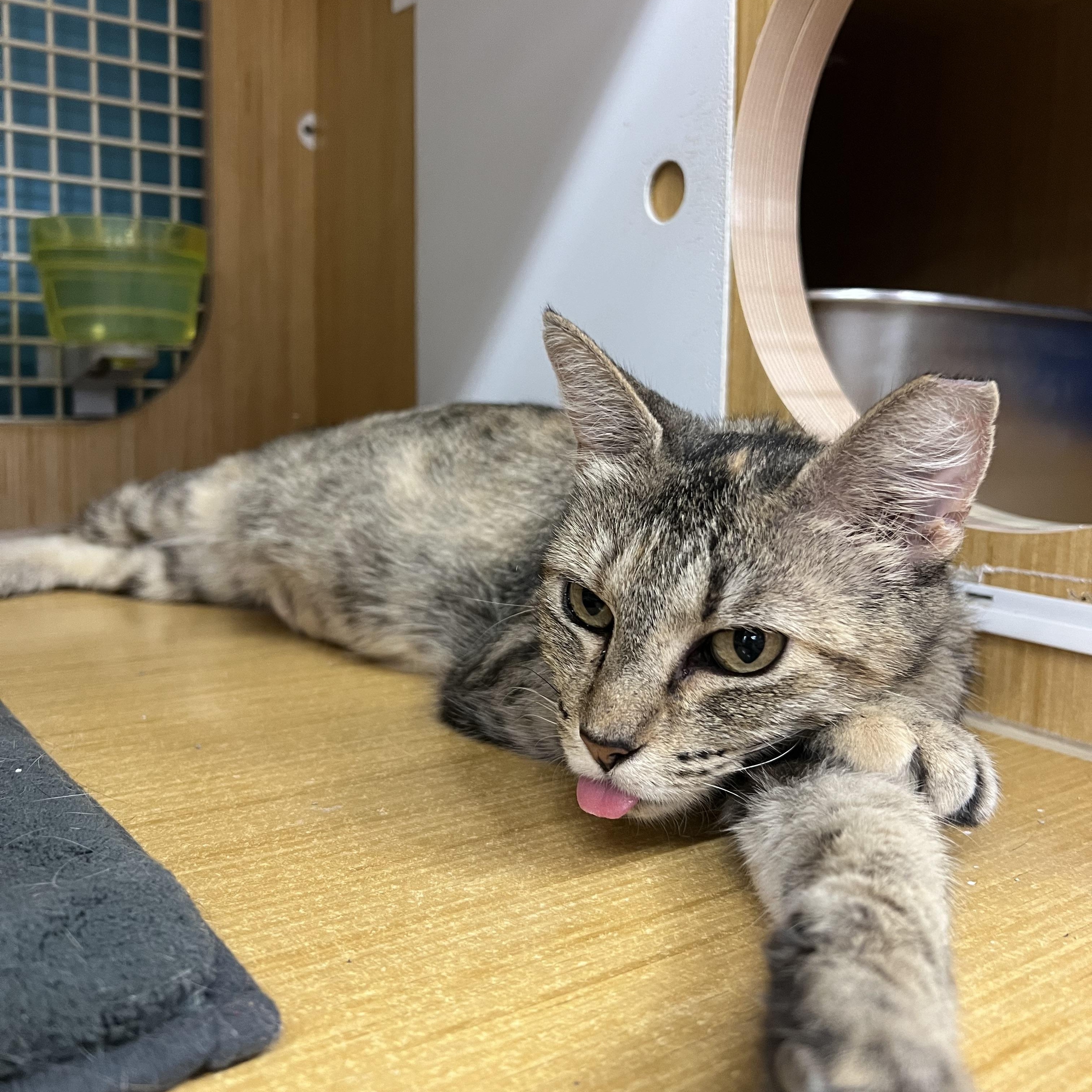Patryce, a ADOPTABLE Domestic Short Hair in Manhattan, KS image 2/2