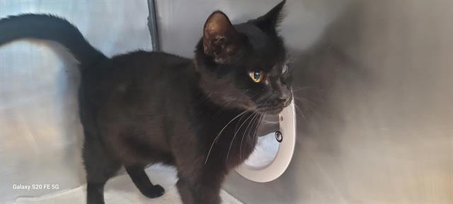 POPEYE, Adoptable, Adult Female Domestic Short Hair.