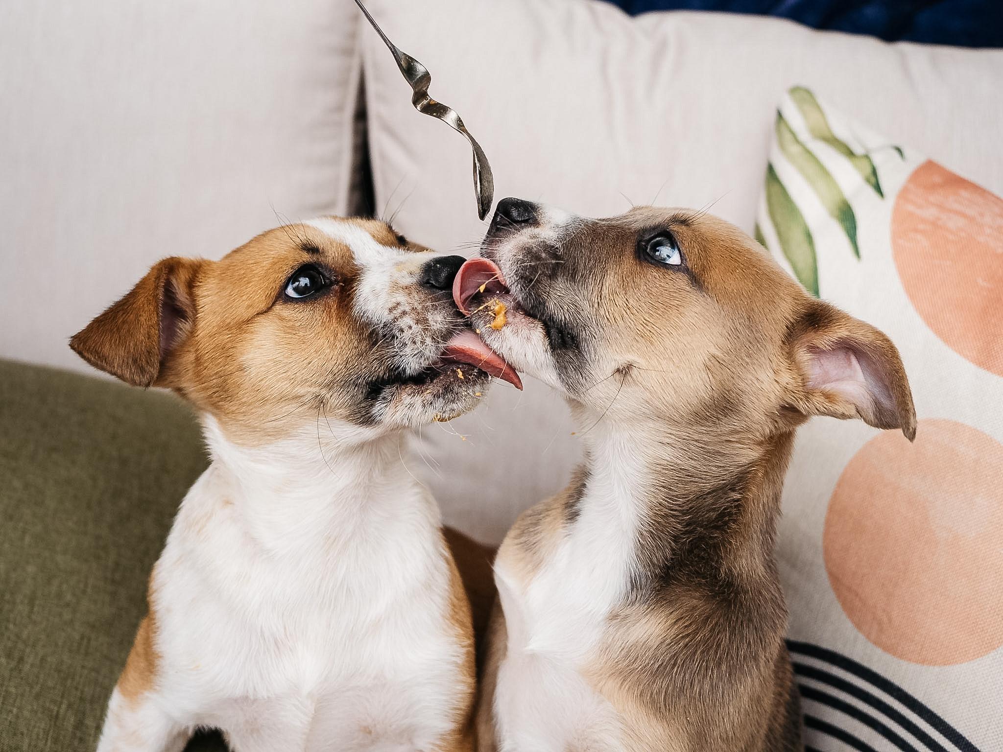 Enlarge Sparrow, an adopted mixed breed in Fort Collins, CO image 5/6