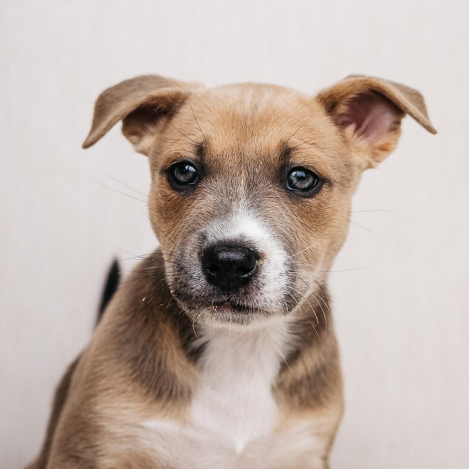 Sparrow, adopted, Puppy Female Shepherd.