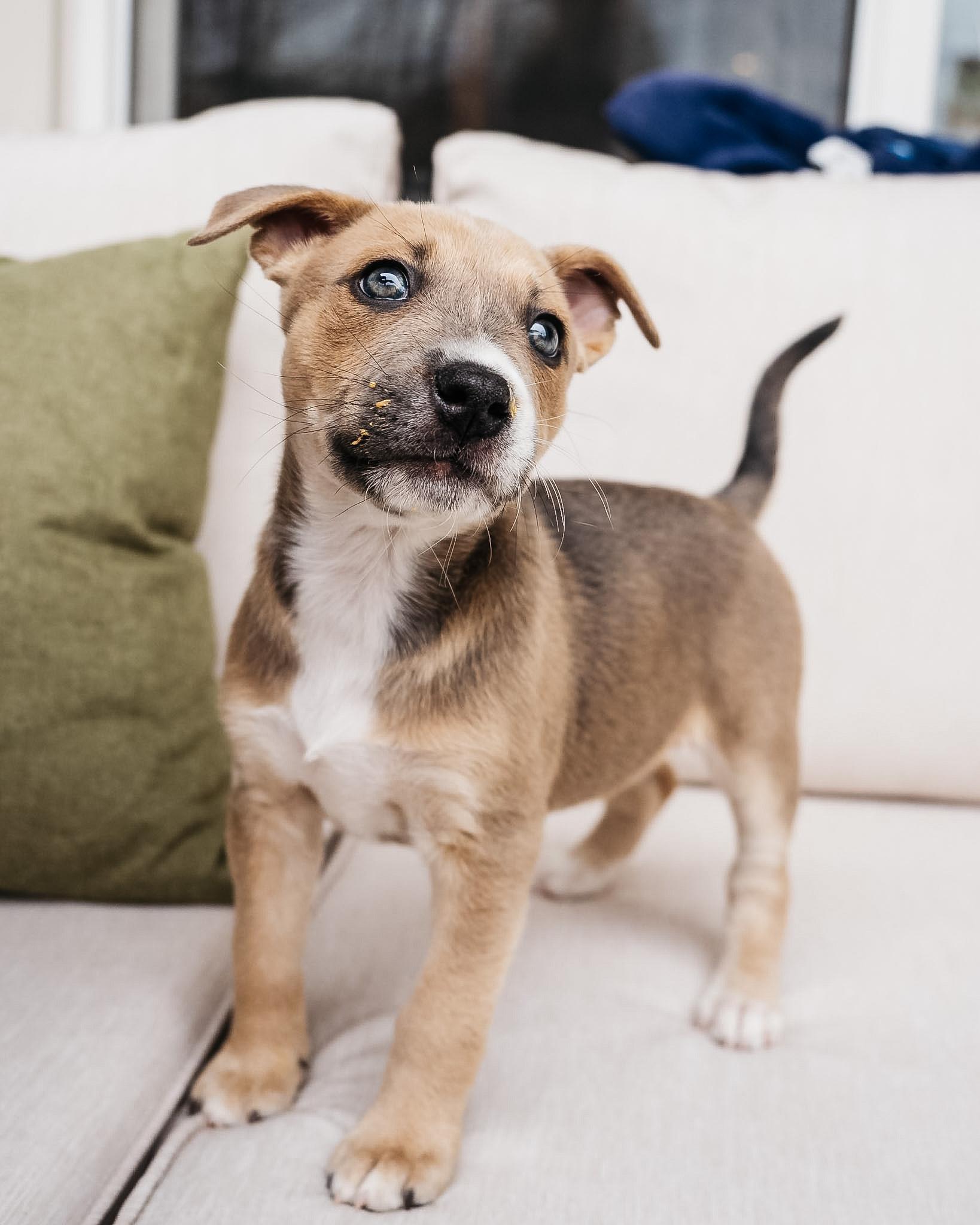 Enlarge Sparrow, an adopted mixed breed in Fort Collins, CO image 2/6