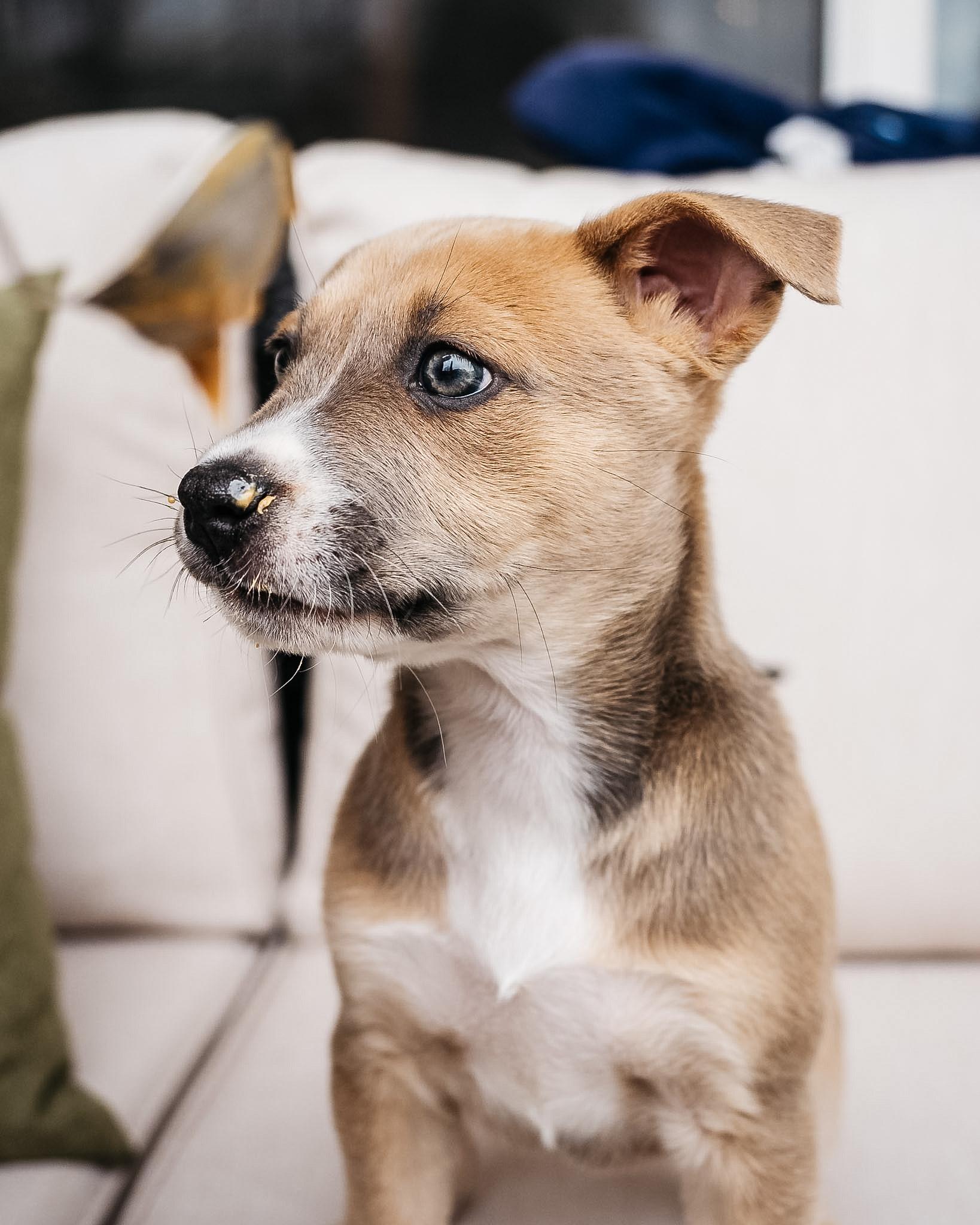 Enlarge Sparrow, an adopted mixed breed in Fort Collins, CO image 3/6