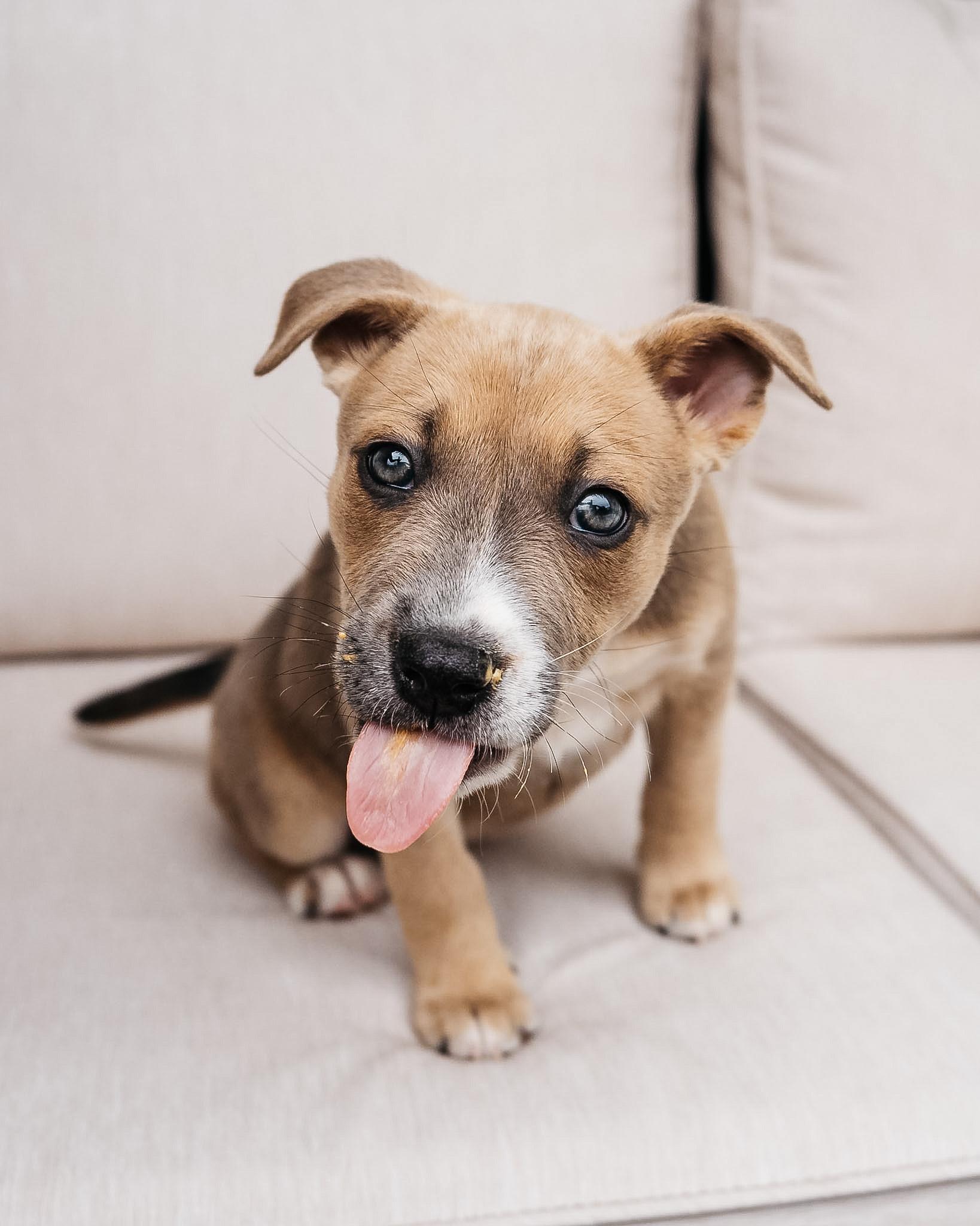 Enlarge Sparrow, an adopted mixed breed in Fort Collins, CO image 4/6