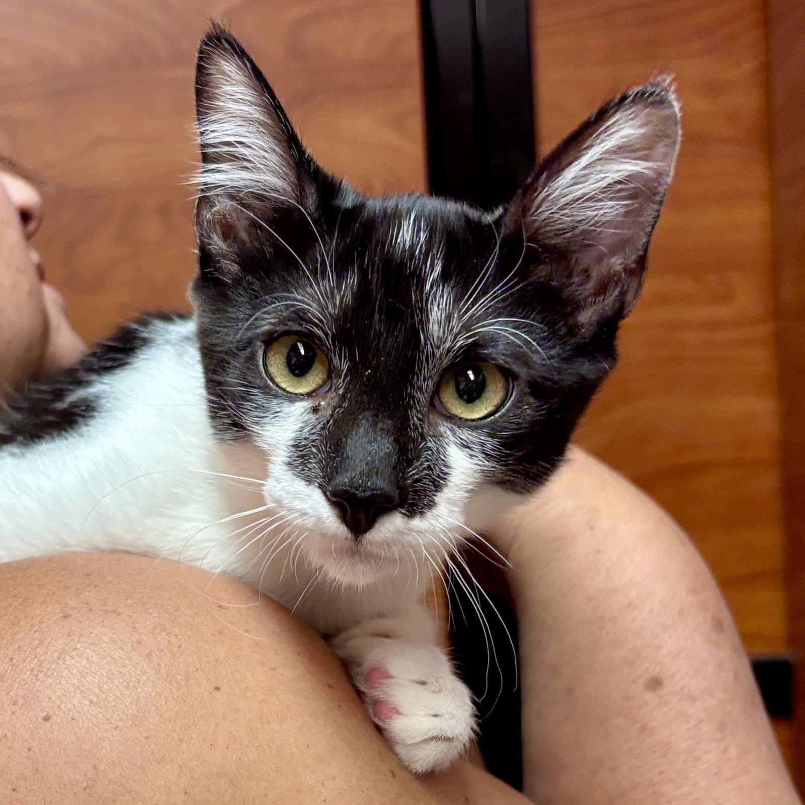 Batman, Adoptable, Kitten Male Domestic Short Hair.