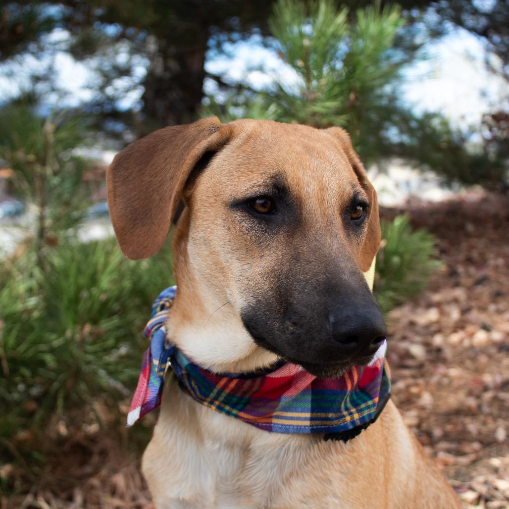 (Adele) Set Fire to the Rain, Adoptable, Young Female Belgian Shepherd / Malinois.