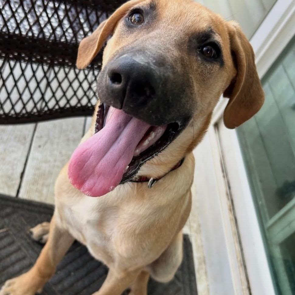 Enlarge (Adele litter) Set Fire to the Rain, a Adoptable mixed breed in Lakewood, CO image 2/2