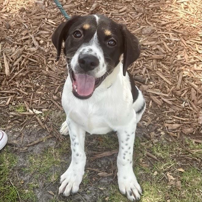 Enlarge Clayton, a Adoptable Mixed Breed in Williston, FL image 2/6