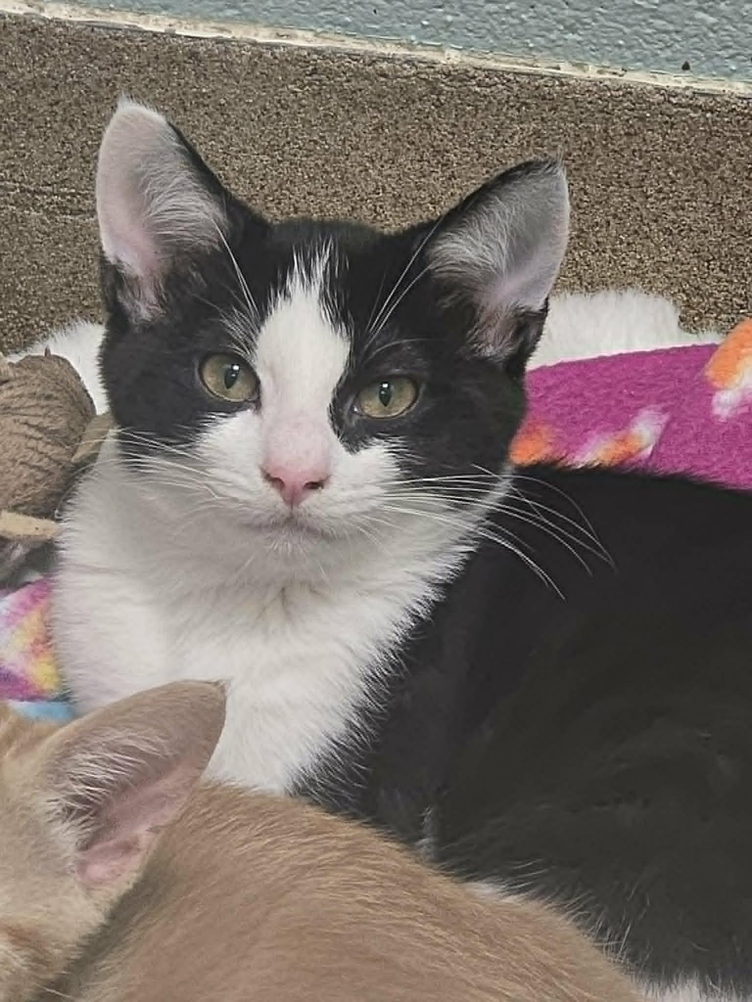 Stylin Subpoena, ADOPTABLE, Young Male Domestic Short Hair.