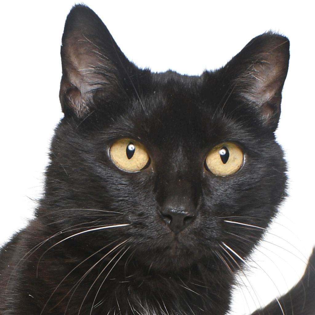 Cake Pop, Adoptable, Senior Female Domestic Short Hair.