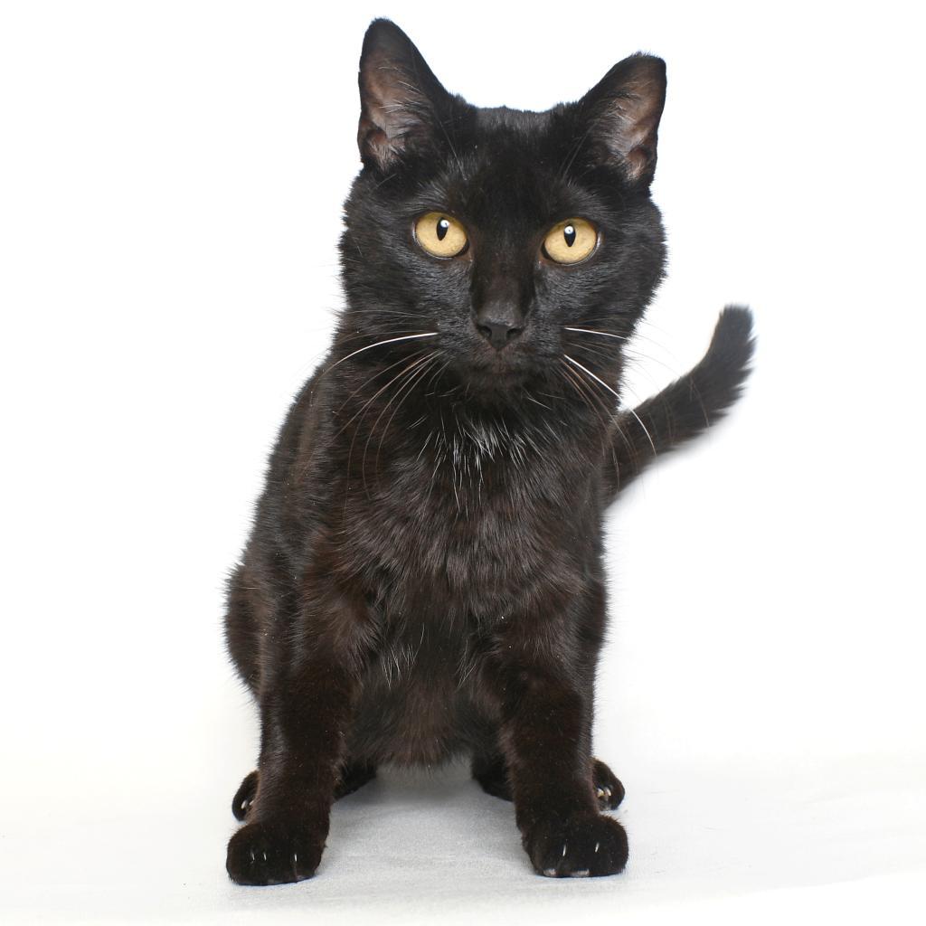 Enlarge Cake Pop, a Adoptable Domestic Short Hair in Springfield, IL image 2/2