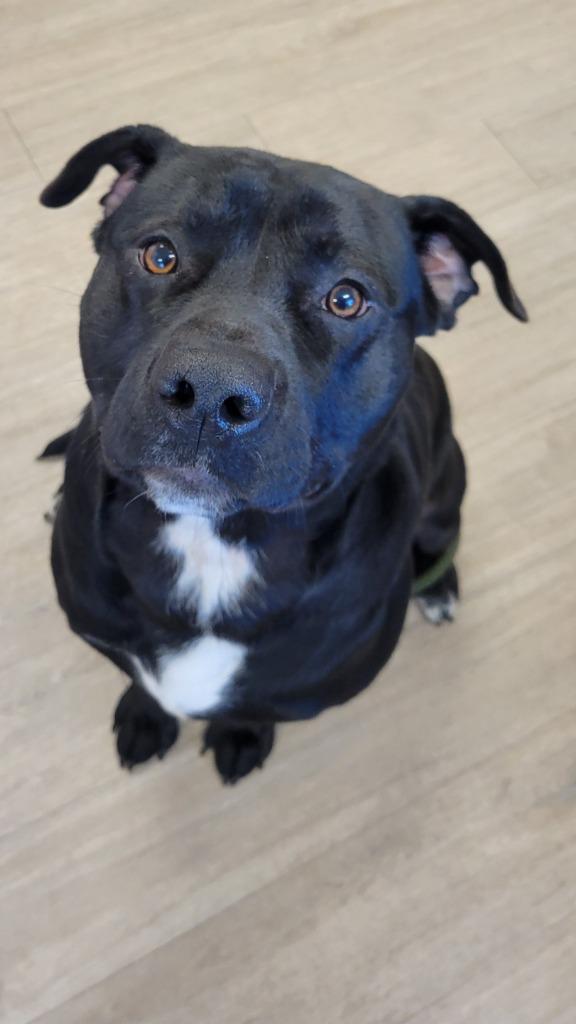 Bully Bear, Adoptable, Young Male Mixed Breed.