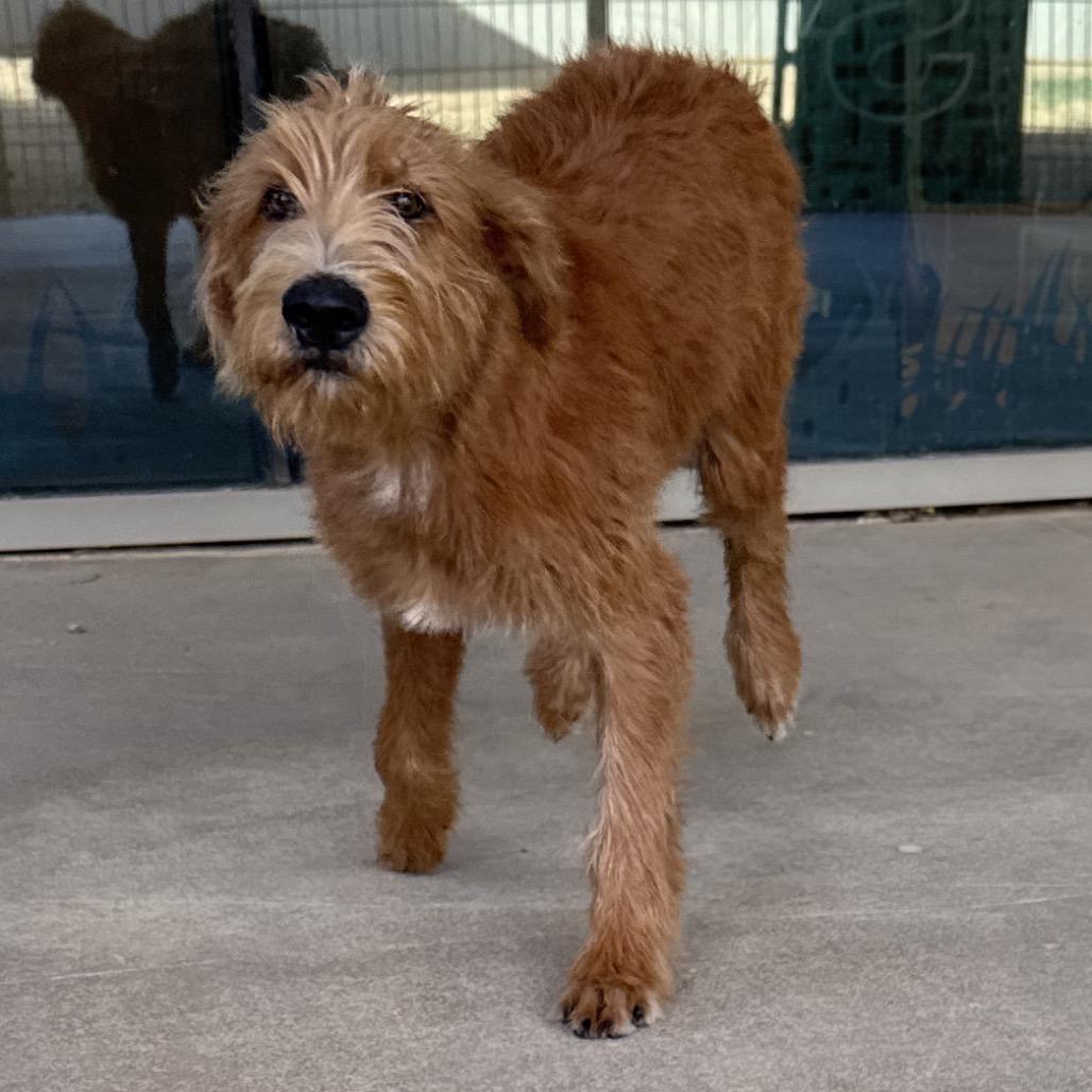 Carlos Santana, Adoptable, Puppy Male Poodle & Golden Retriever.