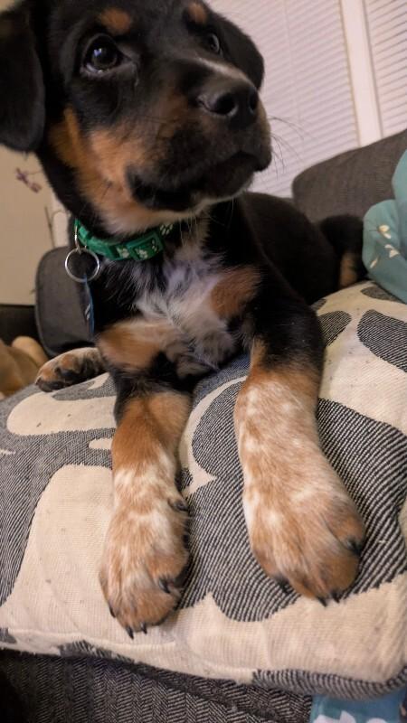 Enlarge Barnabas, a Adoptable mixed breed in Fort Collins, CO image 1/4