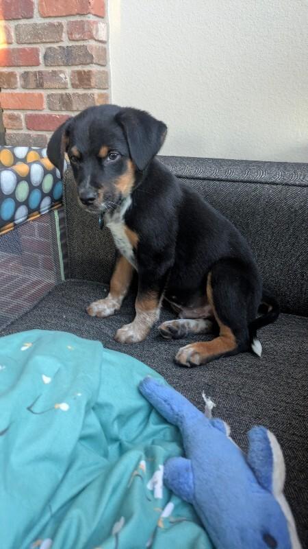 Enlarge Barnabas, a Adoptable mixed breed in Fort Collins, CO image 2/4